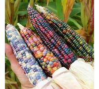 Semi di mais arcobaleno, raro resistenti per giardini rocciosi balcone serra invernali semi di vecchie varietà verdi 60pcs
