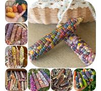 Semi di mais arcobaleno, semi di esotico giardino sul balcone vecchie varietà resistenti per giardini rocciosi raro per gli amanti del giardino balcone 150pcs