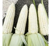 Semi di mais arcobaleno,semi di mais,aiuole rialzate per giardino,da esterno semi di ortaggi,resistenti per il giardino semi di 65pcs