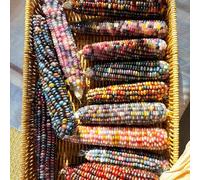 Semi di mais arcobaleno,semi di mais,da giardino semi di,da ombra da giardino,resistenti all'esterno da balcone,80pcs