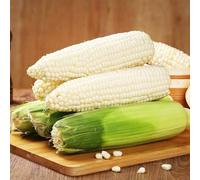 Semi di mais arcobaleno,semi di mais,da ombra resistenti,belle in vaso semi di ortaggi,resistenti per il giardino Semi di ortaggi 25pcs