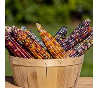 Semi di mais arcobaleno, semi di mais dolce semi di invernali vecchie varietà giardino sul balcone per luoghi soleggiati e perenni frutteto 120pcs