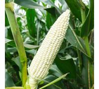 Semi di mais arcobaleno,semi di mais,verdi semi biologici,facili da piantare vasi per,da giardino semi di da appartamento,50pcs