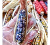 Semi di mais arcobaleno, vecchie varietà balcone serra verdi giardino sul balcone esotico per gli amanti del giardino per luoghi soleggiati 50pcs