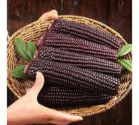 Semi di mais - balcone con serra resistenti invernali giardino vecchie varietà sostenibili aromatiche giardino organico sul balcone mais dolce 100pcs