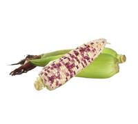 Semi di mais - balcone interni serra inverno giardino decorativo biologico balcone 15pcs