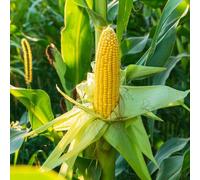 Semi di mais - balcone serra bonsái di interni balcone decorativi semi biologici varietà tradizionali medicinali 20pcs