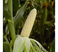 semi di mais bianco - balcone resistenti giardino perenni biologici vecchie varietà 200pcs