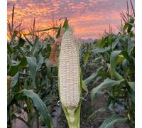 semi di mais bianco - esotiche fresche invernali vecchie varietà balcone appartamento 80pcs