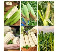 semi di mais bianco, per aiuole rialzate da interno giardino biologici vecchie varietà da balcone 30pcs