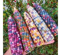 semi di mais colorati - balcone biologici vecchie varietà rare davanzale esotiche rare 10pcs