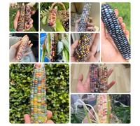 semi di mais colorati, per balcone da giardino vecchie varietà 100pcs