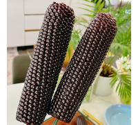 Semi di mais, da balcone biologiche Semi di mais dolce - regali del giardino semi di invernali regali da giardino per le donne 50pcs