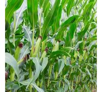 semi di mais - da balcone sementi biologiche Zea mays, mais dolce, regali per giardinieri Kit per la coltivazione dell'orto 100pcs