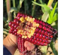 semi di mais - da balcone sementi biologiche Zea mays, mais dolce, semi di invernali Kit per la coltivazione dell'orto 50pcs