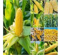 semi di mais dolce - di interni balcone resistenti semi di mais varietà 5pcs