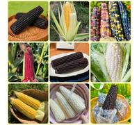 semi di mais - esotiche Zea mays, mais dolce, rare semi di invernali da balcone sementi biologiche regali per giardinieri 200pcs