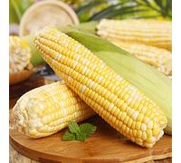 Semi di mais - giardino balcone con serra resistenti semi di antiche varietà aromatiche giardino raro sul balcone esotico mais dolce 50pcs