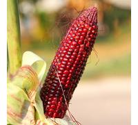 Semi di mais - giardino giardino sul balcone orticole balcone con serra antiche varietà di mais dolce invernali sostenibili esotico per i luoghi 35pcs