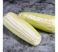 Semi di mais - giardino mais dolce, balcone con vecchie varietà biologico rialzata resistenti per giardini rocciosi verdi 35pcs