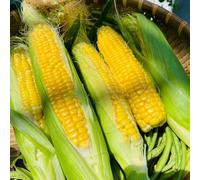 semi di mais - invernali giardino roccioso resistenti vecchie varietà 80pcs