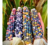 semi di mais mais dolce - resistenti in semi resistenti all'aria aperta per balconi invernali verde tetto, 250 pezzi