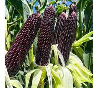 semi di mais nero - balcone biologici vecchie varietà per aiuole rialzate da interno di esotiche 50pcs