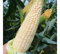 Semi di mais - per i luoghi soleggiati orticole raro organico balcone con serra giardino vecchie varietà sostenibili resistenti giardino sul balcone mais 60pcs