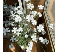 semi di mais, perenni resistenti balcone copertura del terreno interno vecchie varietà 100pcs