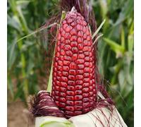semi di mais - rare, semi di invernali Zea mays, mais dolce, da balcone sementi biologiche regali da giardino per le donne regali per giardinieri 100pcs