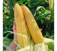 Semi di mais - raro aromatiche giardino antiche varietà di invernali giardino sul balcone balcone con serra organico orticole vecchie varietà per i 30pcs