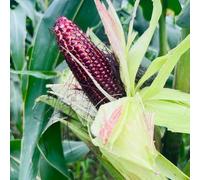 Semi di mais - raro per i luoghi soleggiati vecchie varietà aromatiche giardino balcone con serra organico giardino sul balcone antiche varietà di 100pcs