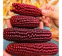 semi di mais - regali da giardino per le donne Zea mays, mais dolce, acquistare da orto invernale semi di Balcone 80pcs