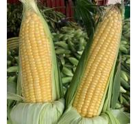 Semi di mais - resistenti sostenibili orticole invernali esotico antiche varietà di mais dolce vecchie varietà giardino sul balcone balcone 80pcs