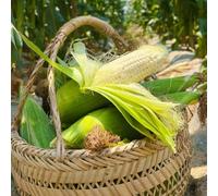 Semi di mais - resistenti vecchie varietà orticole raro giardino sul balcone sostenibili esotico giardino organico antiche varietà di balcone con 20pcs