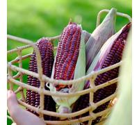 semi di mais rosso - decorative esotiche letto rialzato esterno resistenti invernali vecchie varietà 55pcs