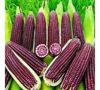 semi di mais rosso - esotiche antichi serre balcone invernali vecchie varietà giardino roccioso resistenti letto 40pcs