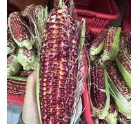 semi di mais rosso, giardino biologici da interno vecchie varietà serre da balcone di fresche 5pcs