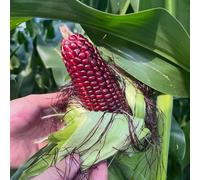 semi di mais rosso, giardino interno biologici vecchie varietà tappezzanti rare davanzale 50pcs