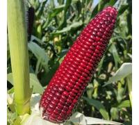 semi di mais rosso - rare biologici decorative di esotiche rari per interno di varietà 20pcs