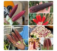 semi di mais rosso - rare biologici giardino da interno vecchie varietà 15pcs