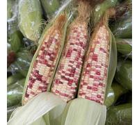 semi di mais rosso - varietà antiche da interno esotiche per aiuole rialzate da decorazione 30pcs