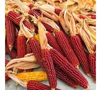 semi di mais rosso - vecchie varietà giardino appartamento antichi serre balcone esotiche invernali esterni 25pcs