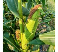 semi di mais rosso - vecchie varietà giardino balcone resistenti decorative appartamento 80pcs