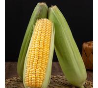 Semi di mais, semi di invernali Semi di mais dolce - regali da giardino per le donne regali per giardinieri 50pcs