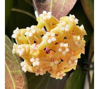 Semi di mais,semi di mais dolce,giardino decorativo,a crescita rapida da appartamento,per luoghi soleggiati semi di,da ombra semi 25pcs