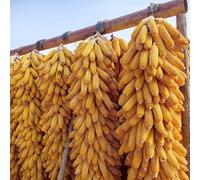 Semi di mais,semi di mais dolce,semi di ortaggi,resistenti per il giardino semi di ortaggi invernali,da giardino da ombra resistenti 80pcs