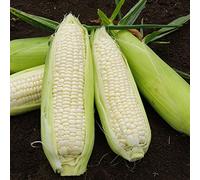 Semi di mais - semi medicinali di mais varietà di interni tradizionali giardino balcone inverno balcone 50pcs