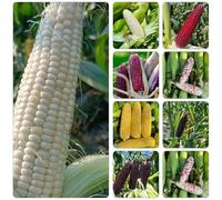 Semi di mais - trepadora silvestre decorative semi di interni biologici varietà medicinali 75pcs