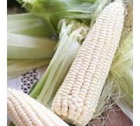 semi di mais varietà tradizionali da cucina balcone letti alti giardino perenne resistenti 20pcs